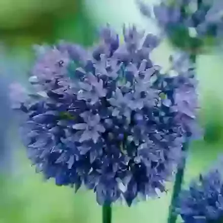 Caeruleum